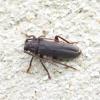 Arhopalus rusticus